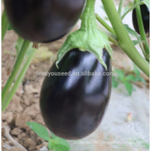 E20 Wangwang no.8 mid-early maturity hybrid eggplant seeds